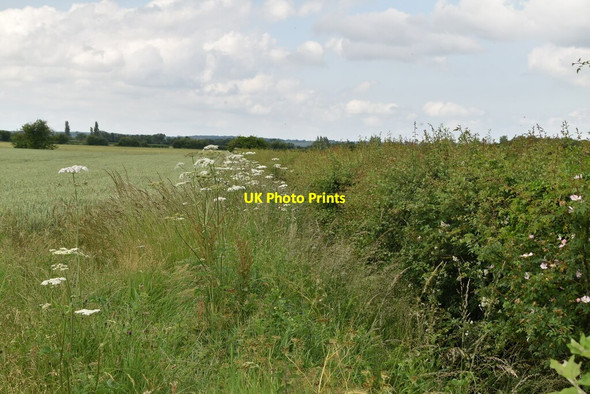 Photo 6"x4" Overgrown ditch Bassingbourn c2021