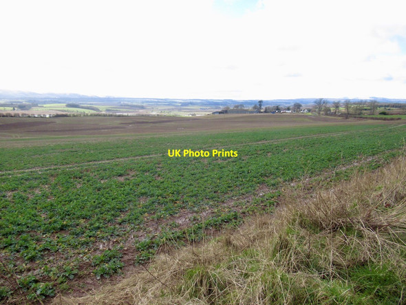 Photo 6"x4" Oilseed rape, Trinity Gask St David's c2022