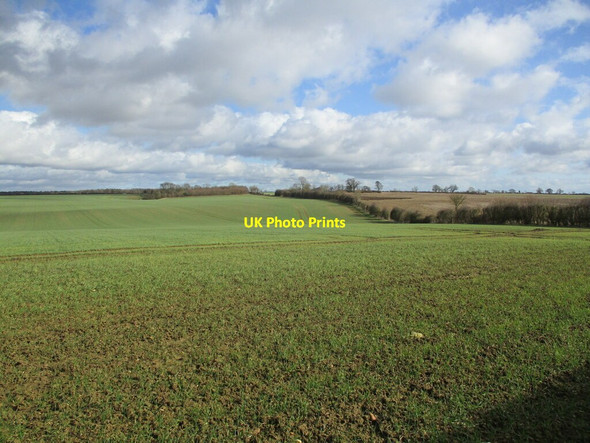 Photo 6"x4" Autumn sown crop near Thistleton Thistleton\/SK9117 c2022