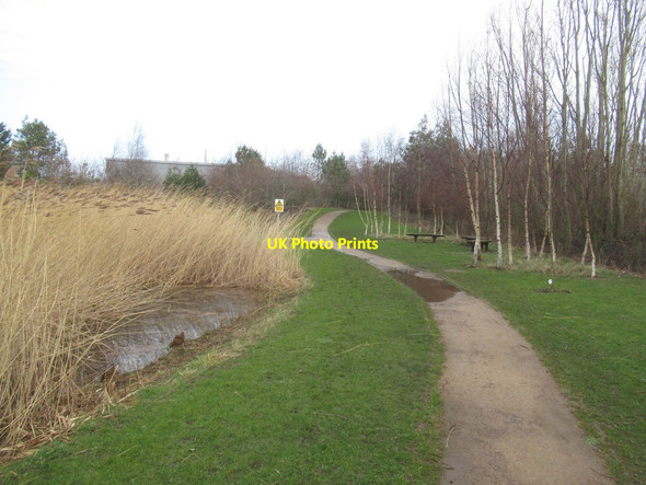 Photo 6"x4" Reed bed and pond, Queen Margaret University Musselburgh c2022