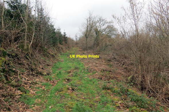 Photo 6"x4" Llwybr o fewn planhigfa \/ Path within a plantation Pentre-ty-gwyn c2022