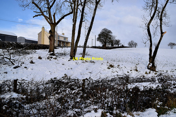 Photo 6"x4" Trees, Dergmoney Upper Omagh c2022