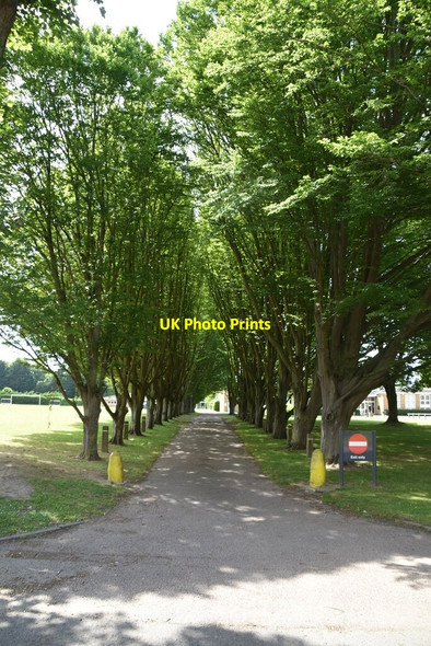 Photo 6"x4" Tree lined avenue Royston\/TL3541 c2021