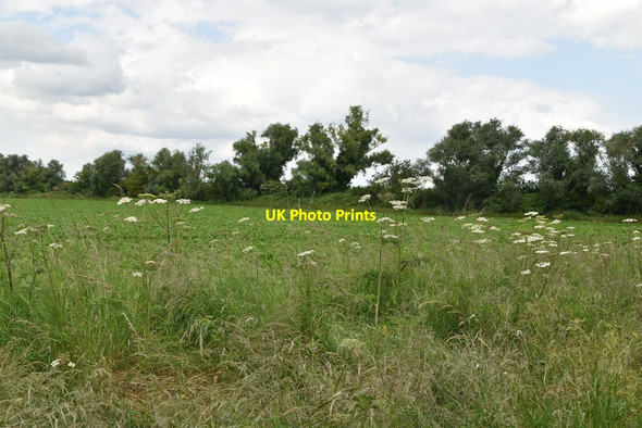 Photo 6"x4" Field by Ashwell Street Royston\/TL3541 c2021