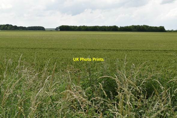 Photo 6"x4" Wheat field Royston\/TL3541 c2021