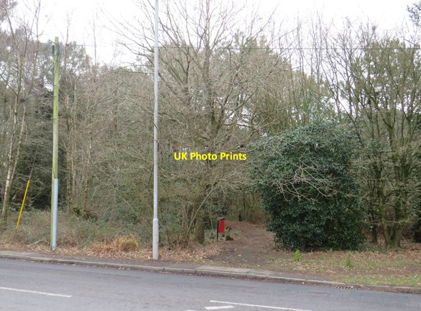 Photo 6"x4" Path into woodland, Corfe Mullen Hill View\/SY9895 c2022