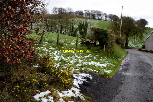 Photo 6"x4" Whins in bloom, Tycanny Garvaghy c2022