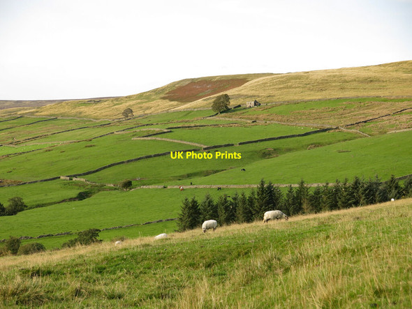Photo 6"x4" Farmland around Brandon Walls Cleugh Rookhope c2020