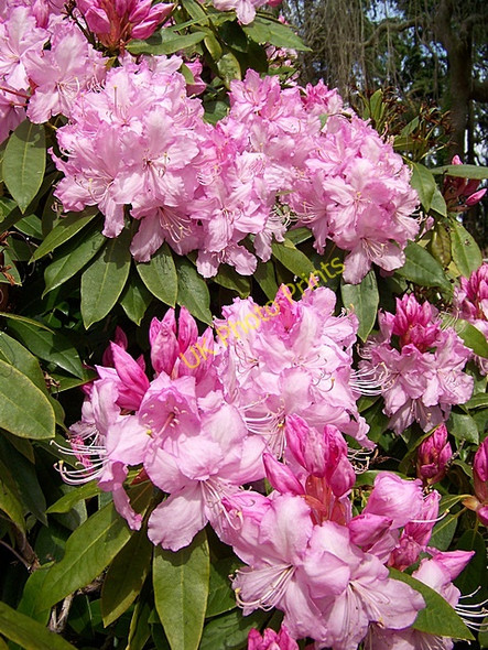 Photo 6"x4" Rhododendron at Dunchideock Dunchideock c2009