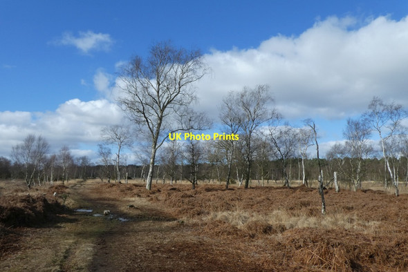 Photo 6"x4" Strensall Common Strensall c2022