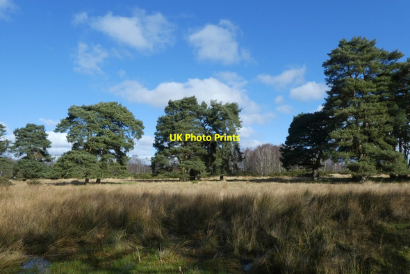 Photo 6"x4" Trees north of Howard Road Strensall c2022