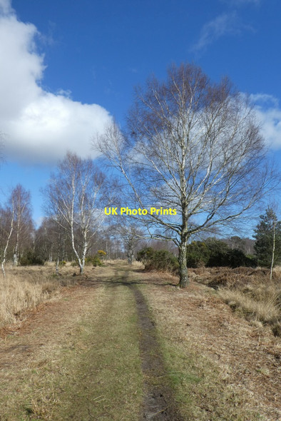 Photo 6"x4" Track on Strensall Common Strensall c2022