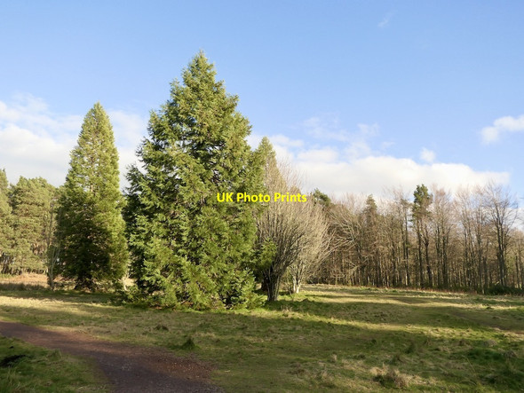 Photo 6"x4" Clearing, Binning Wood Tyninghame c2022