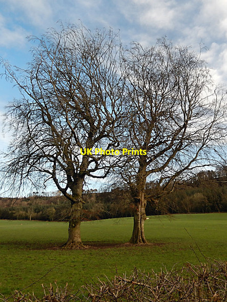 Photo 6"x4" Twin Trees Durrow c2022