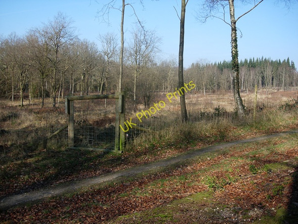 Photo 6"x4" Fenced off area in Churchplace Inclosure Ashurst\/SU3310 c2009