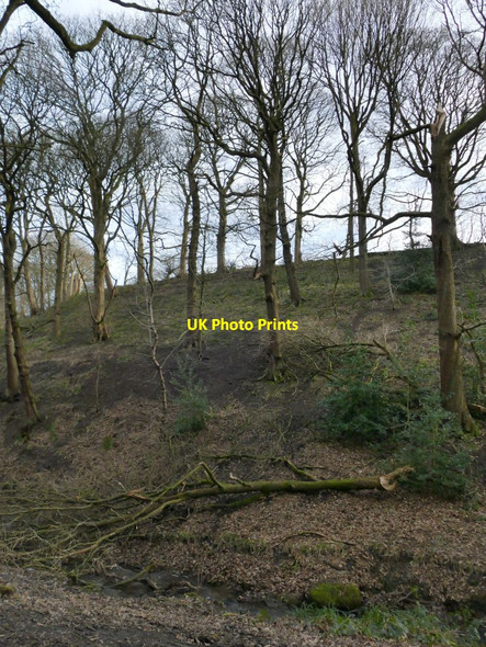 Photo 6"x4" Northcliffe Park: fallen tree trunk Shipley\/SE1437 c2022