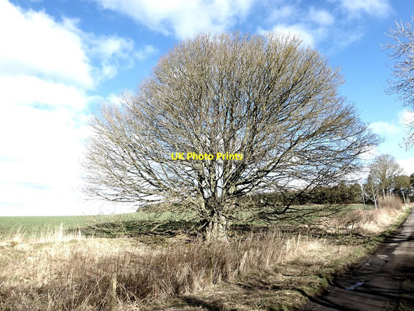 Photo 6"x4" Multi-trunked sycamore tree Capheaton c2022