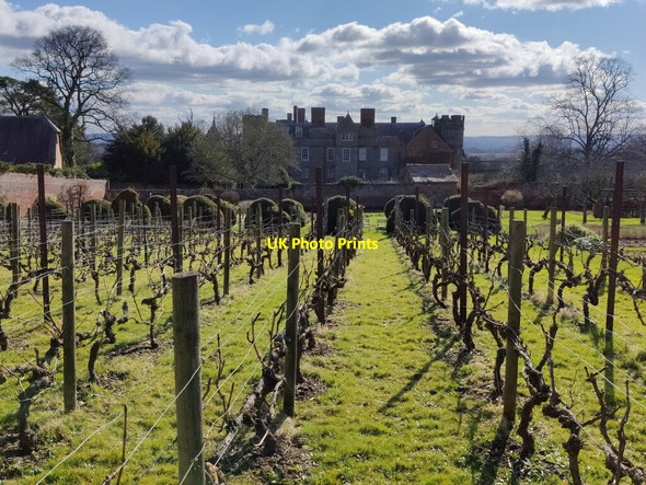 Photo 6"x4" Vineyard in the walled garden at Croft Castle Croft\/SO4565 c2022