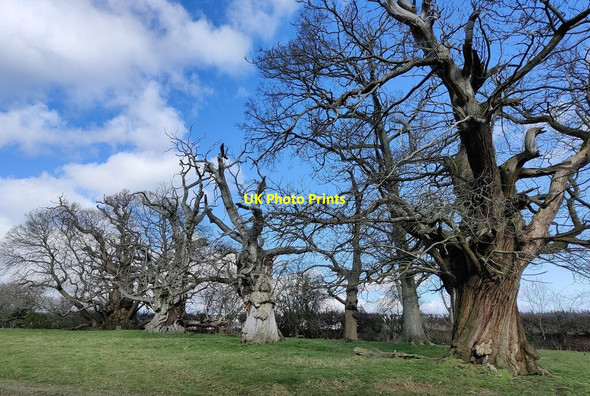 Photo 6"x4" Spanish chestnut trees at Croft Castle Croft\/SO4565 c2022