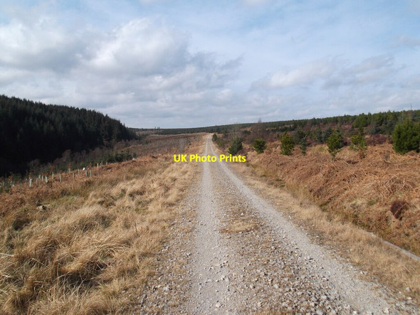 Photo 6"x4" Forest track, Bumble Wood Wheedale Plantation c2022