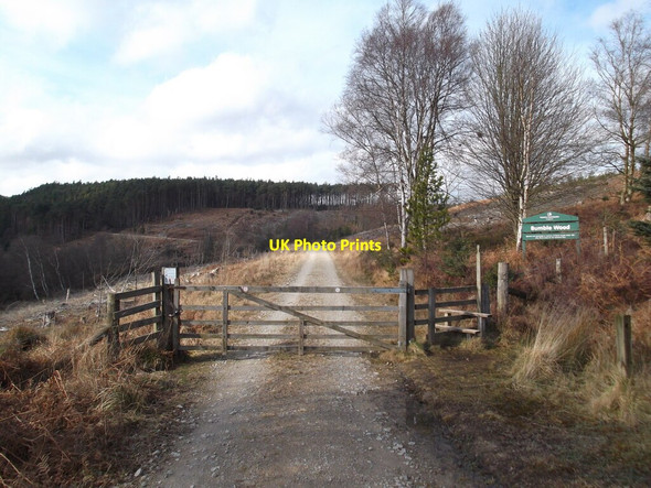 Photo 6"x4" Entering Bumble Wood Collier Gill c2022
