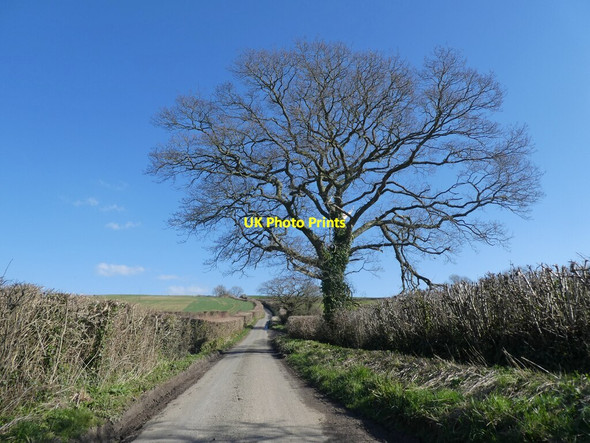 Photo 6"x4" Minor road to Galhampton Galhampton c2022 P1