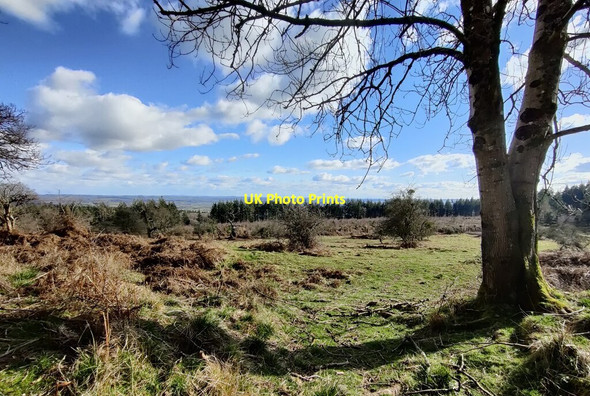 Photo 6"x4" Next to the Croft Ambrey Iron Age hill fort Leinthall Earls c2022