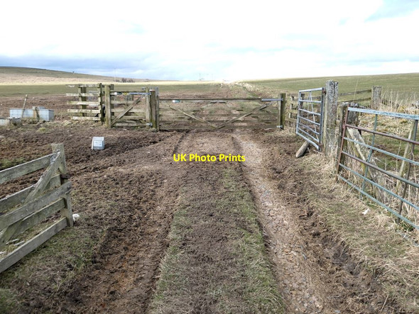 Photo 6"x4" Farm road north of Hainingrigg Farm Bellingham\/NY8383 c2022