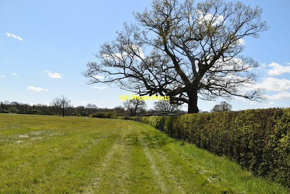Photo 6"x4" Field boundary footpath Blindley Heath c2021