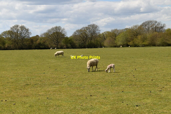 Photo 6"x4" Sheep and lambs Newchapel\/TQ3642 c2021