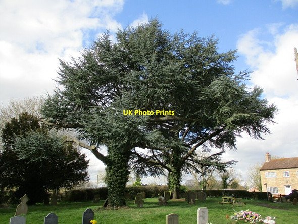 Photo 6"x4" Blue cedar trees, Bucknall churchyard Bucknall\/TF1768 c2022