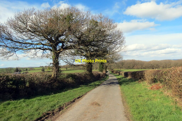 Photo 6"x4" Coed deri ar heol fach \/ Oak trees on a minor road Myddfai c2022
