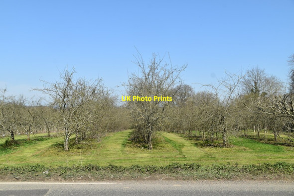Photo 6"x4" Roadside orchard Linkhill c2021