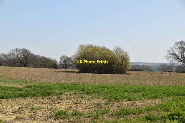 Photo 6"x4" Pond in field Linkhill c2021
