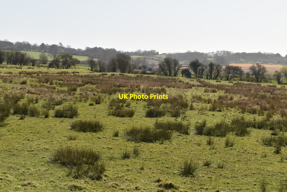 Photo 6"x4" Rough grazing Lamberden c2021
