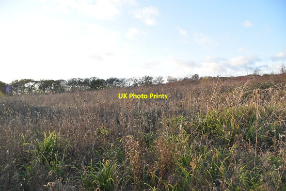 Photo 6"x4" Overgrown field Hobbs Cross\/TQ4799 c2021