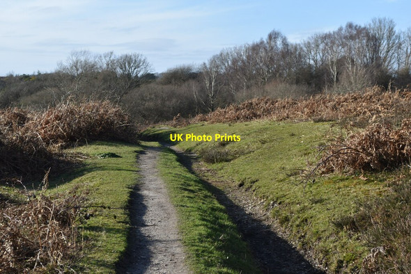 Photo 6"x4" Track out of woodland at Oaken Bottom Mead End\/SZ2698 c2022