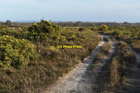 Photo 6"x4" Gorse-lined path on heathland north of Sway Birchy Hill c2022