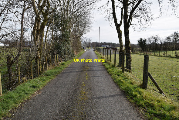Photo 6"x4" Trees along Fernagh Road Mountfield\/H5378 c2022