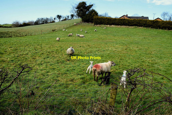 Photo 6"x4" Sheep, Oxtown Mountfield\/H5378 c2022