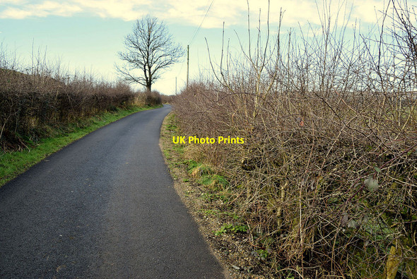 Photo 6"x4" Bare hedge along Cairn Road Mountfield\/H5378 c2022