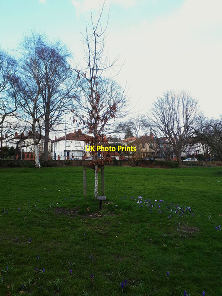 Photo 6"x4" Lithuania tree in Potternewton Park Leeds\/SE3034 c2022