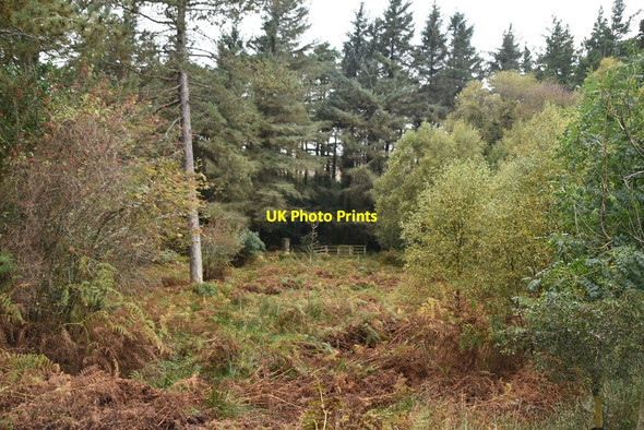 Photo 6"x4" Woodland, Glenveagh National Park Creeslough c2021