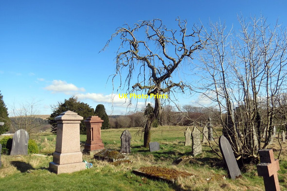 Photo 6"x4" Colfen arswydus \/ Spooky tree Rhymney\/Rhymni c2022