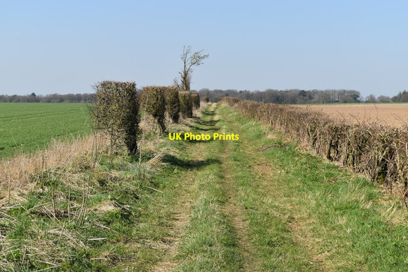 Photo 6"x4" Downland path towards Druid's Lodge Middle Woodford c2022