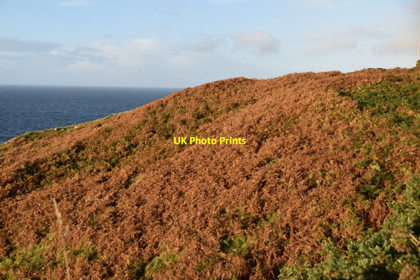 Photo 6"x4" Brown bracken Kilcar c2021