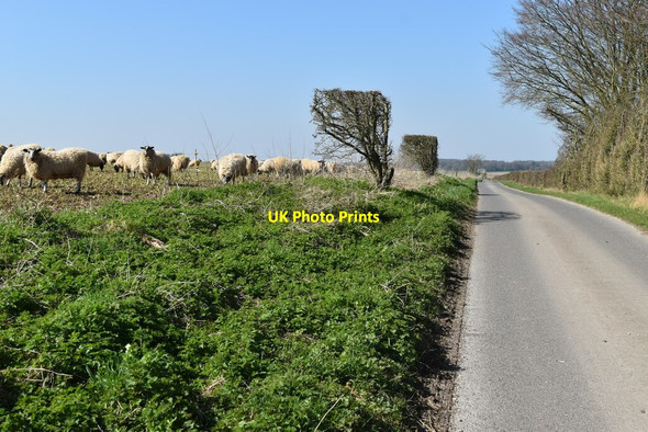 Photo 6"x4" Sheep grazing on Boreland Hill Middle Woodford c2022