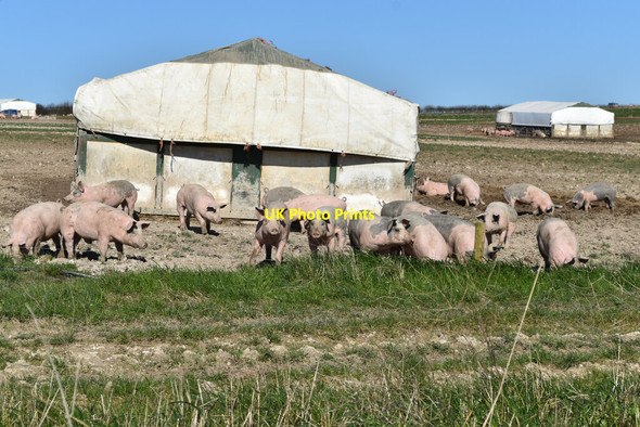 Photo 6"x4" Pigs beside Chain Drove Stoford\/SU0835 c2022
