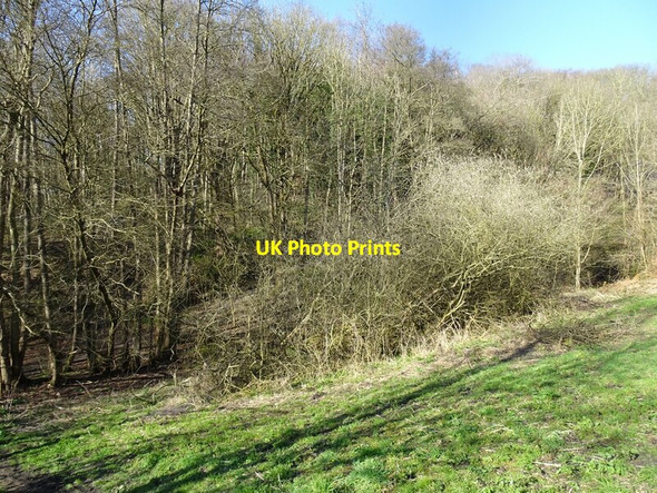 Photo 6"x4" Wooded Hill Sedgley c2022