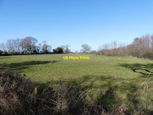 Photo 6"x4" Grass field Lamas c2022